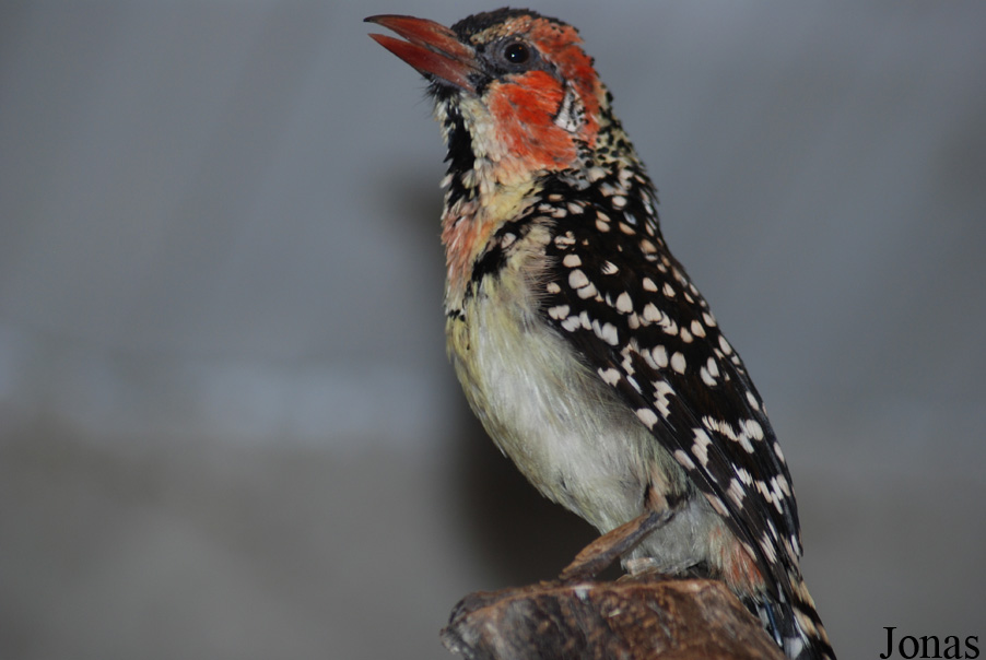 Trachyphonus erythrocephalus