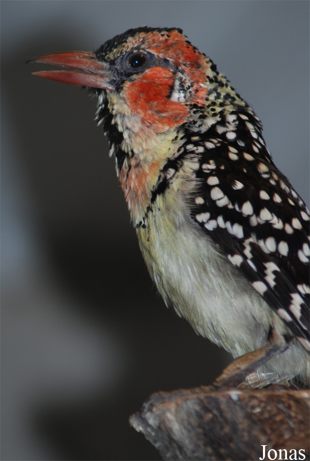 Trachyphonus erythrocephalus