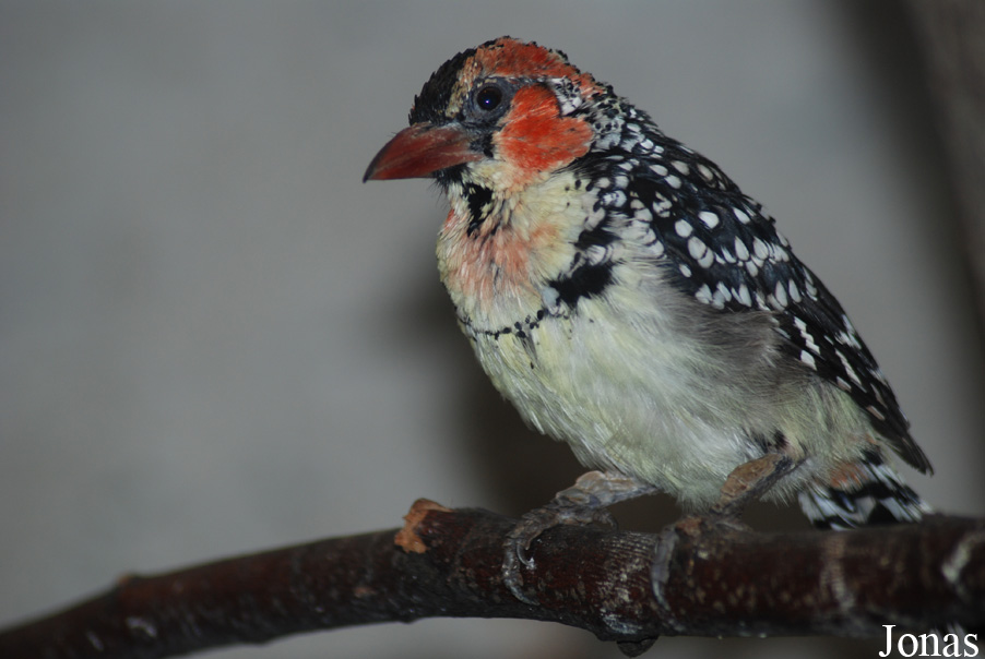 Trachyphonus erythrocephalus