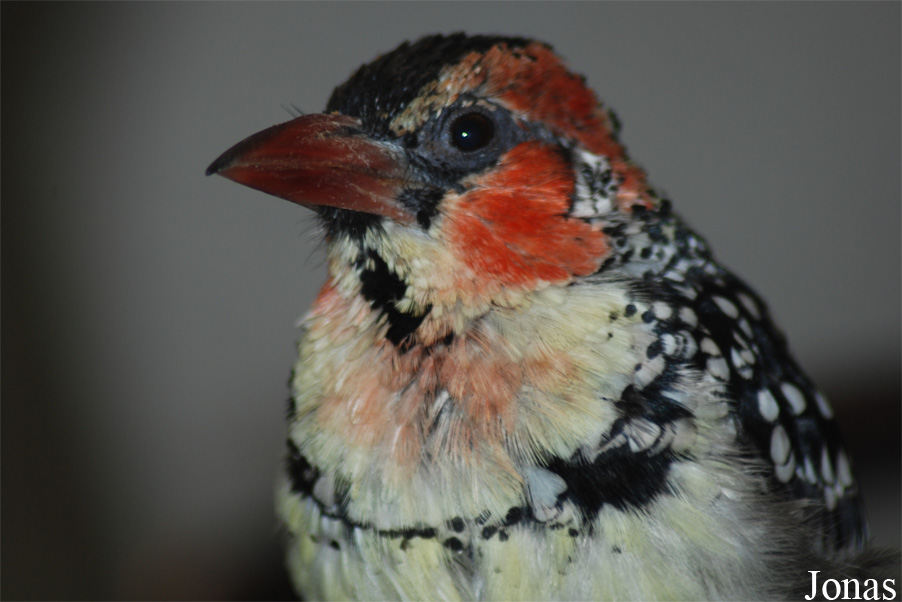 Trachyphonus erythrocephalus
