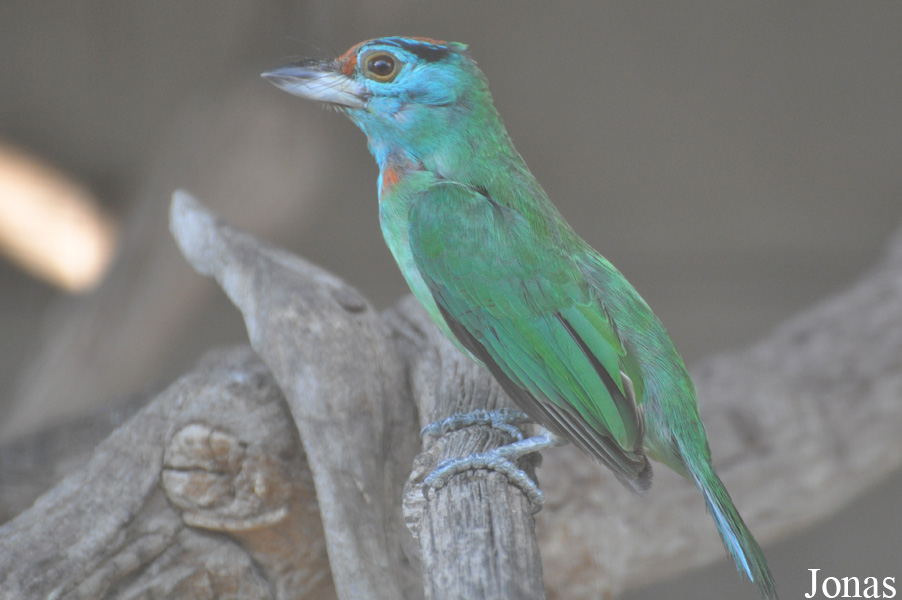 Psilopogon asiaticus