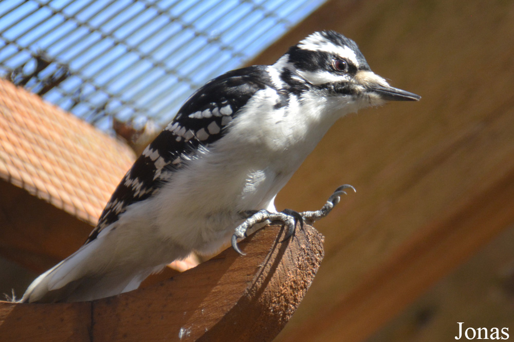 Dryobates villosus