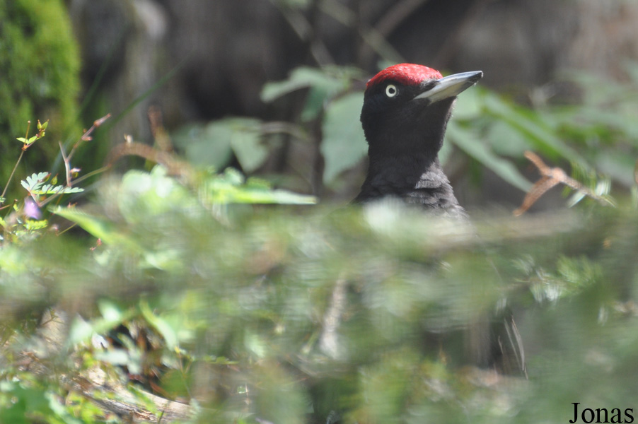 Dryocopus martius