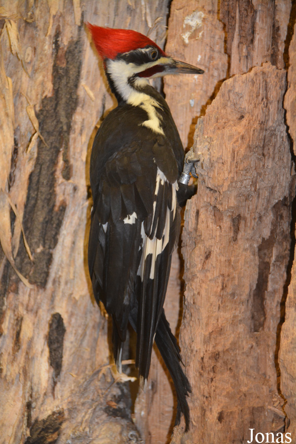 Dryocopus pileatus