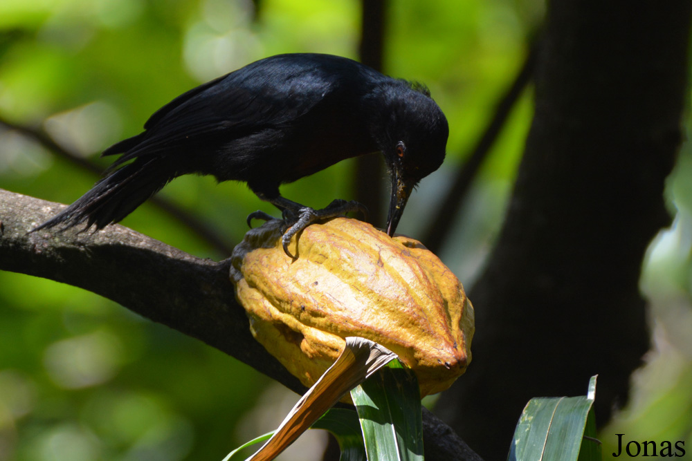 Melanerpes herminieri