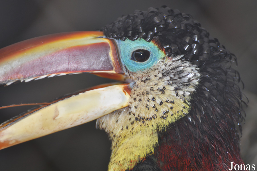Pteroglossus beauharnaisii