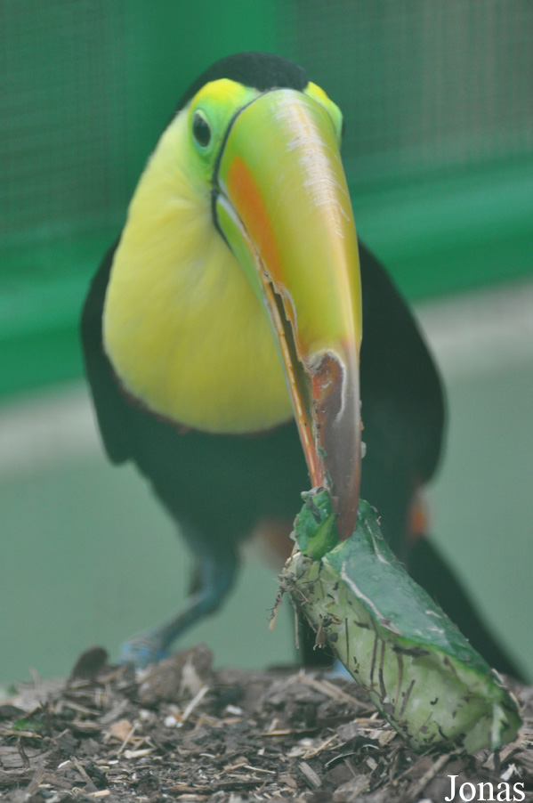 Ramphastos sulfuratus