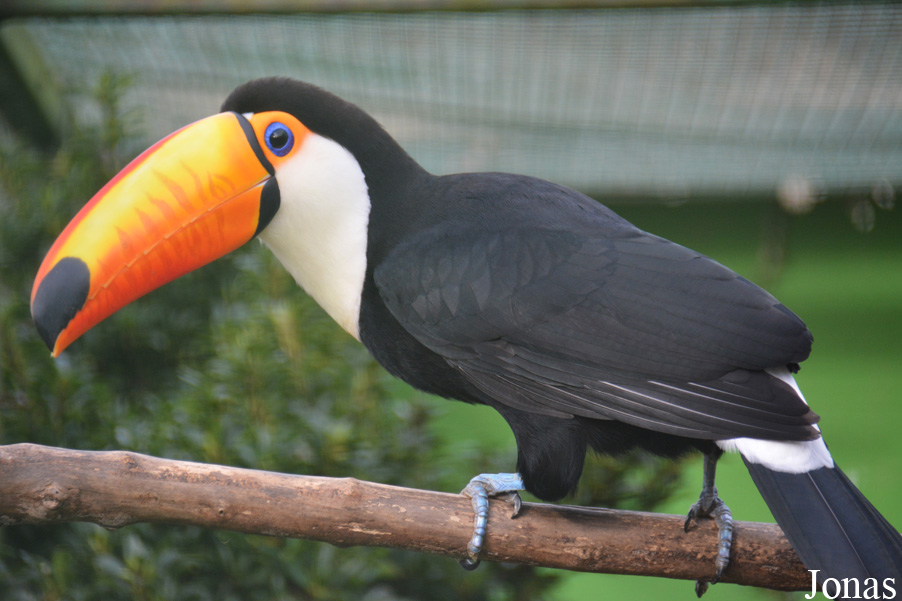Ramphastos toco albogularis
