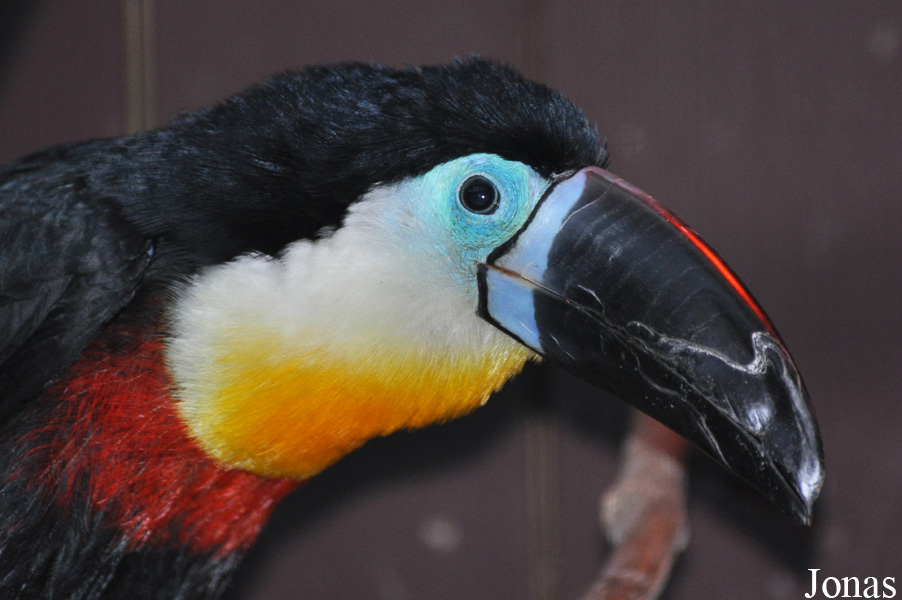 Ramphastos vitellinus