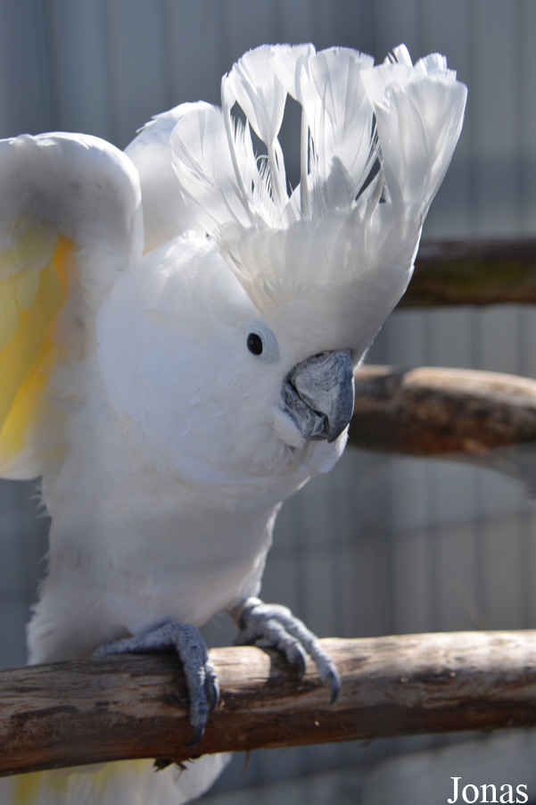 Cacatua alba