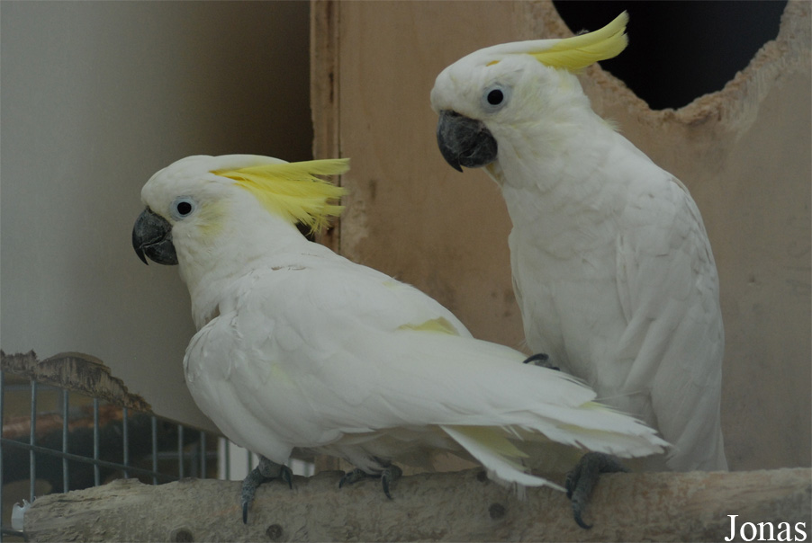 Cacatua galerita