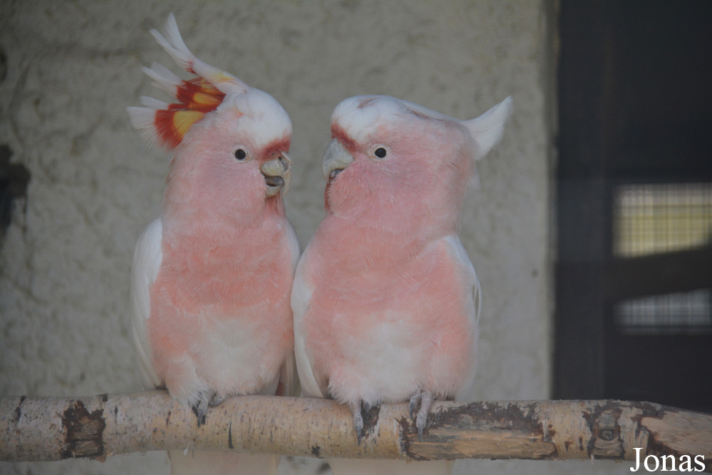 Cacatua leadbeateri