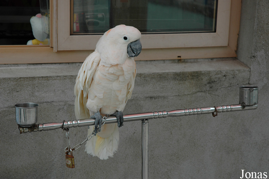 Cacatua moluccensis