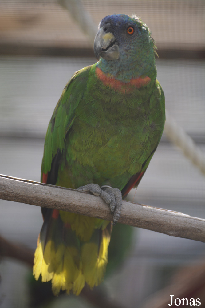 Amazona arausiaca