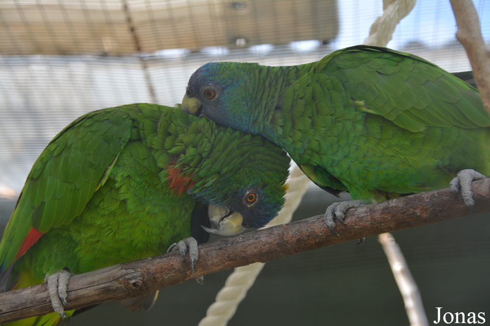 Amazona arausiaca