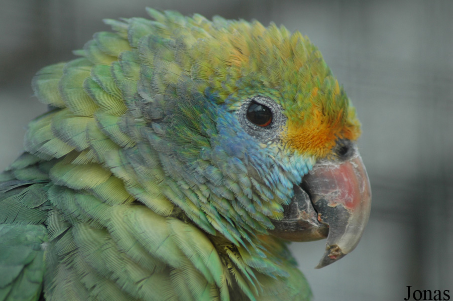 Amazona dufresniana