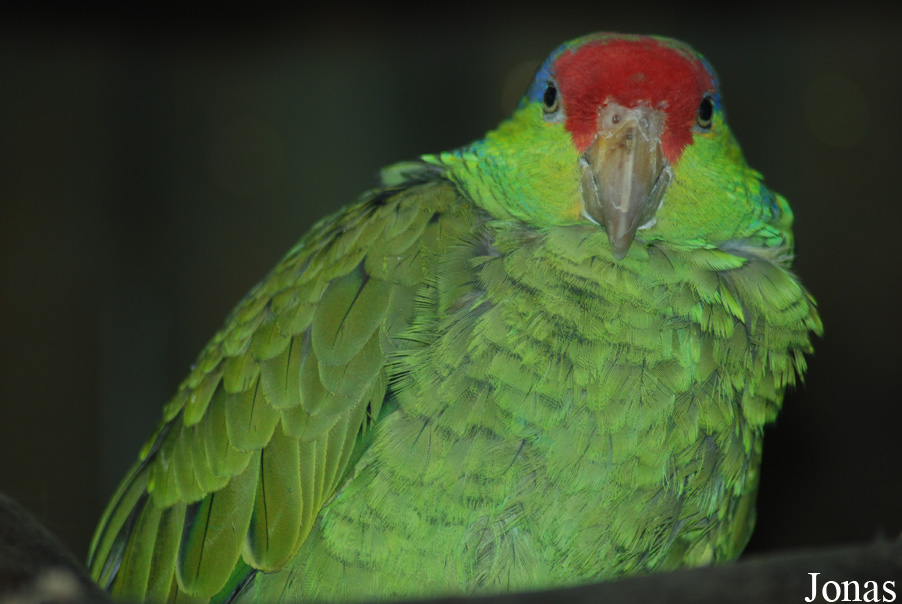 Amazona viridigenalis
