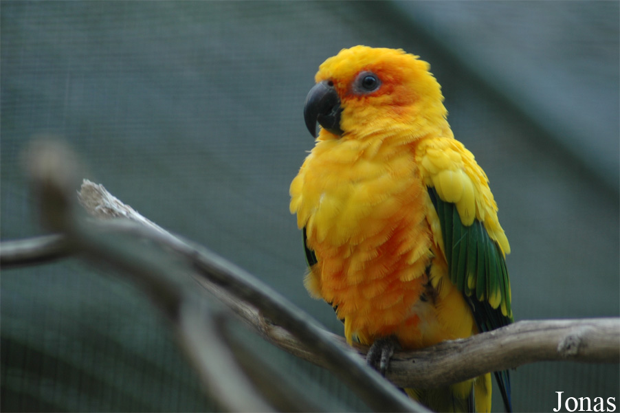 Aratinga solstitialis