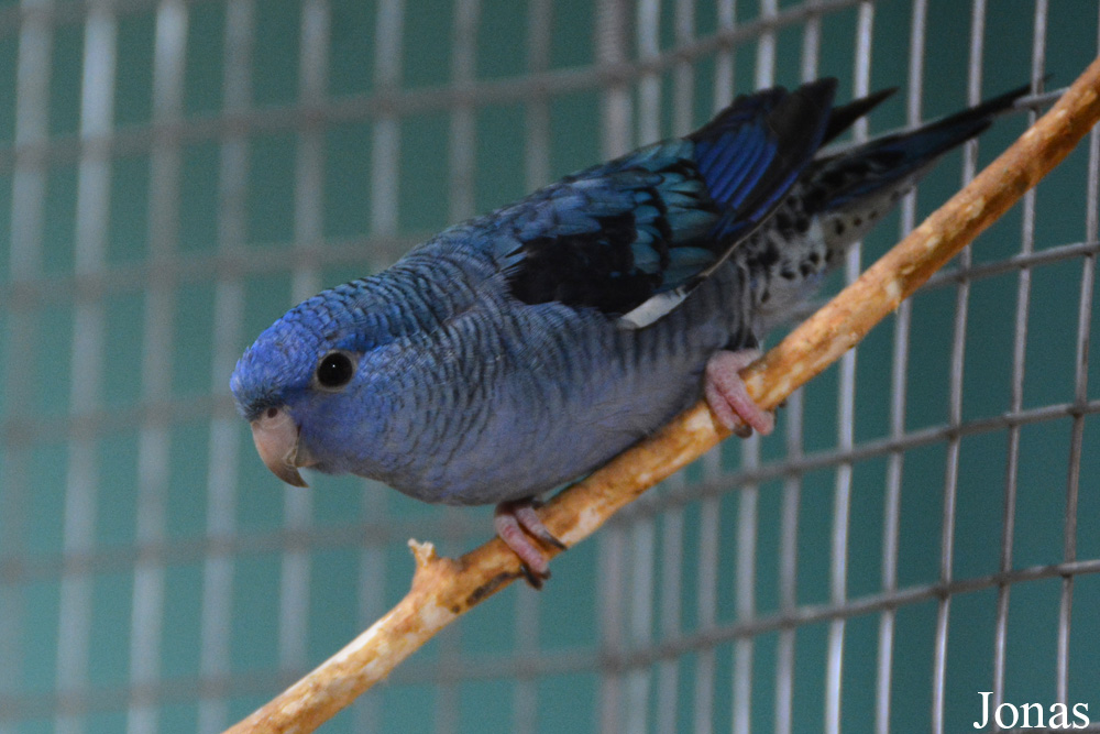 Bolborhynchus lineola