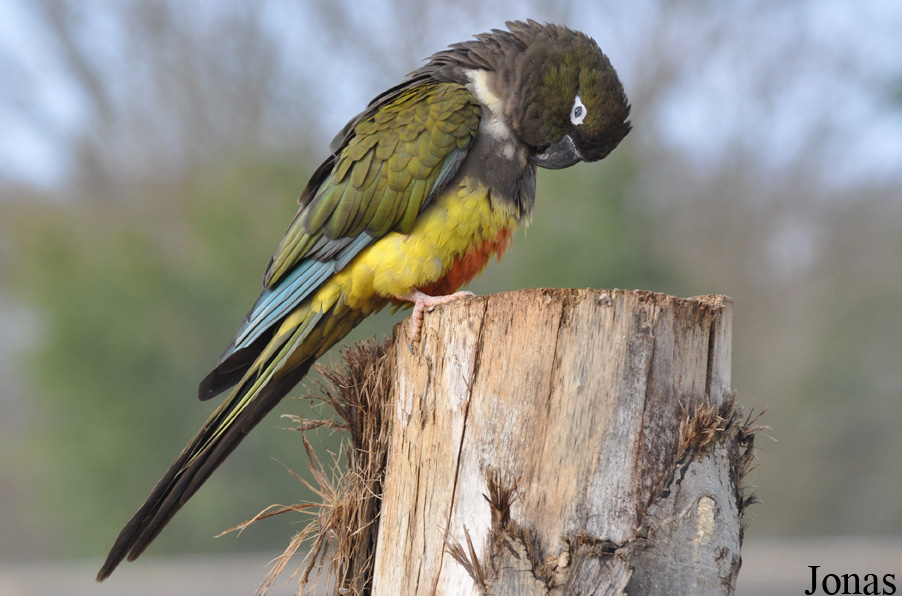 Cyanoliseus patagonus bloxami