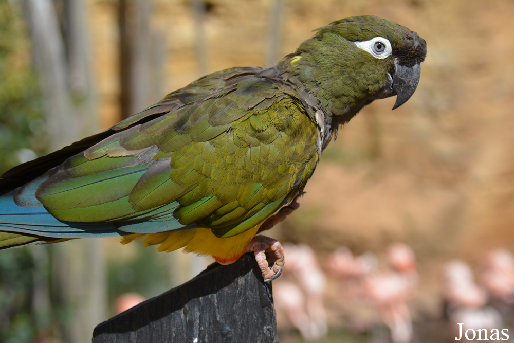 Cyanoliseus patagonus bloxami