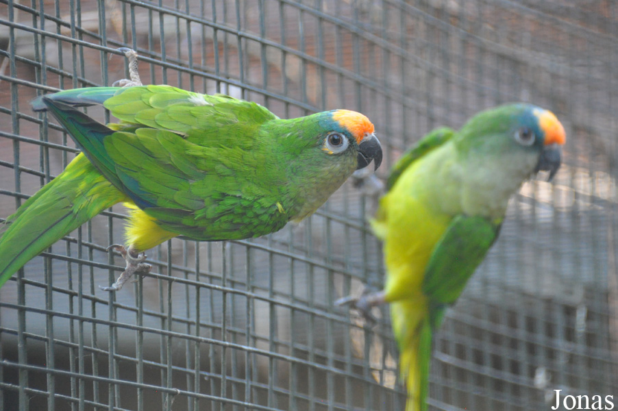 Eupsittula aurea