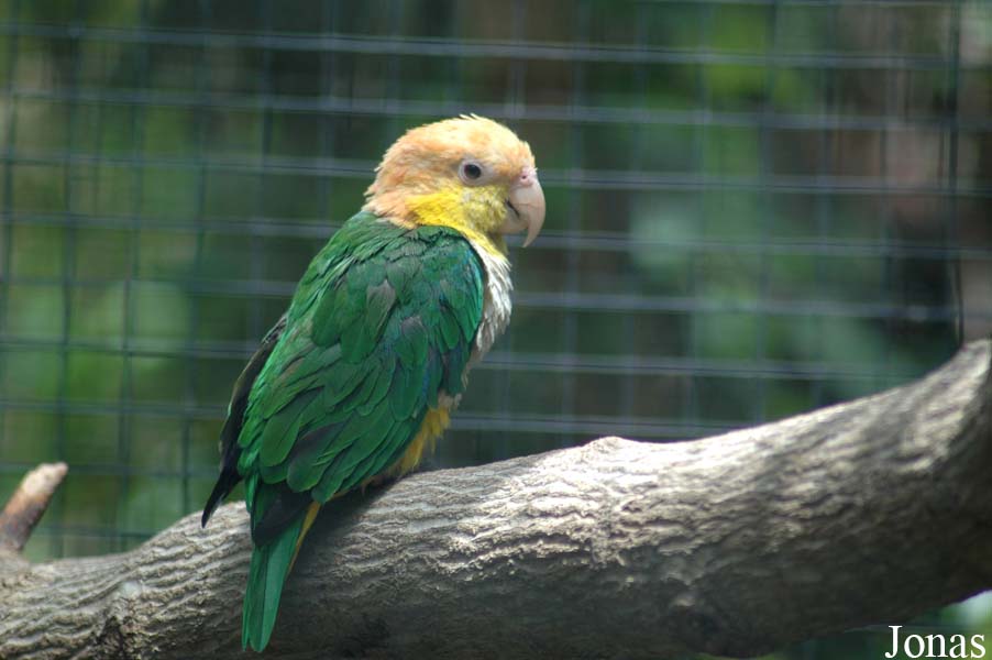 Pionites leucogaster