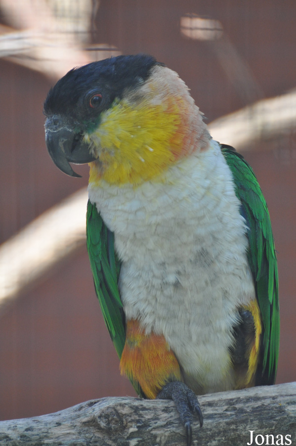 Pionites melanocephalus