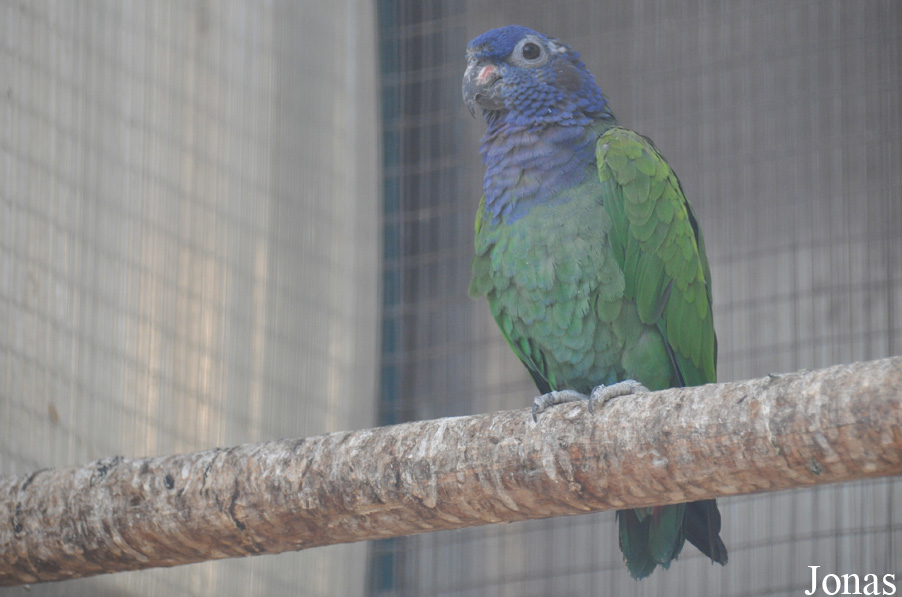 Pionus menstruus