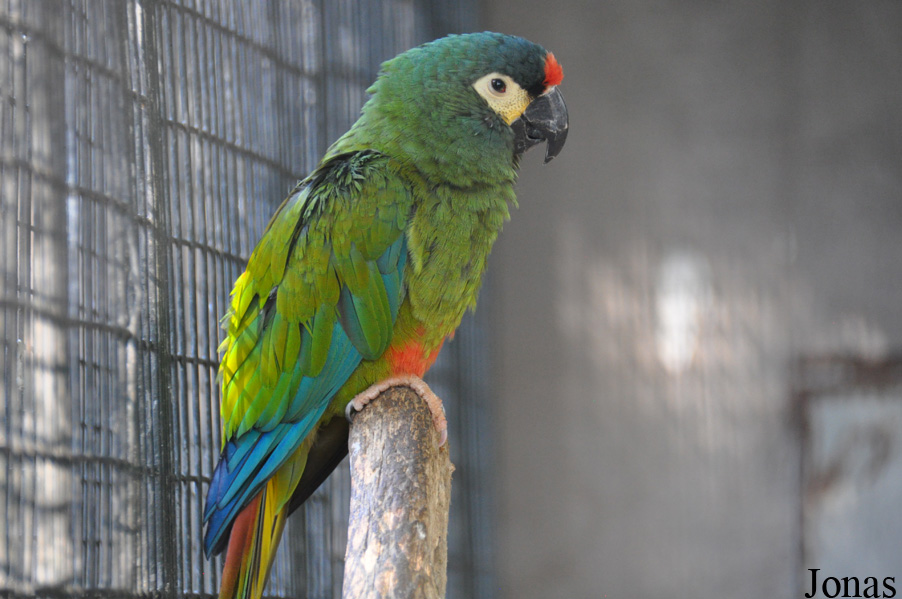 Primolius maracana