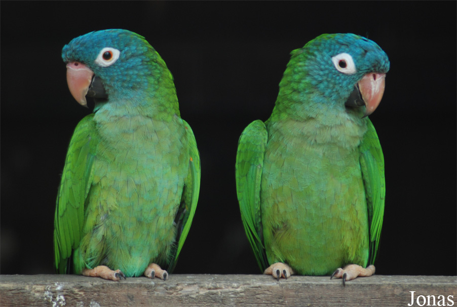 Psittacara acuticaudatus