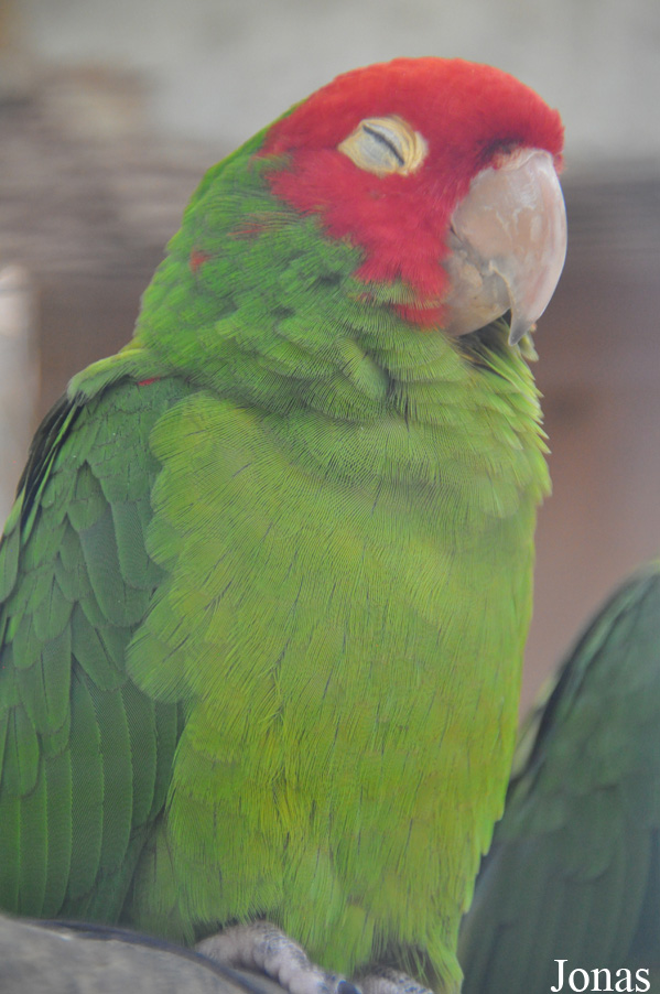 Psittacara erythrogenys