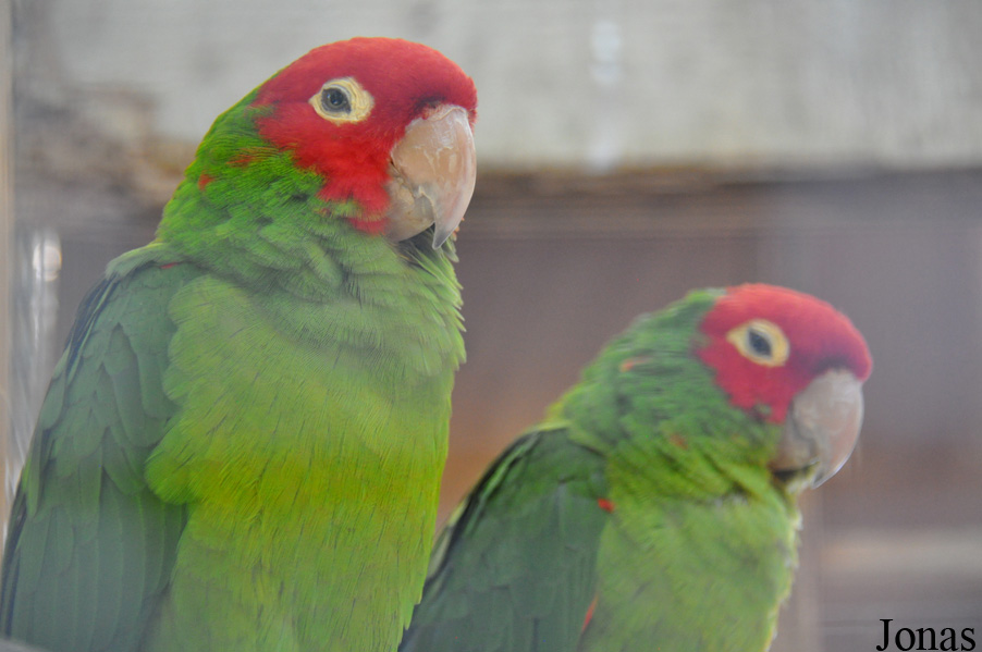 Psittacara erythrogenys