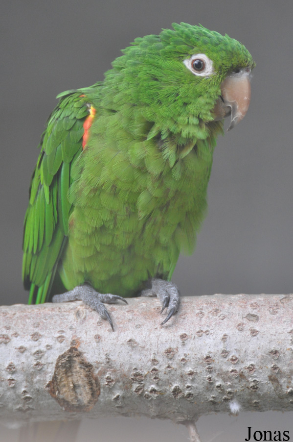 Psittacara leucophthalmus