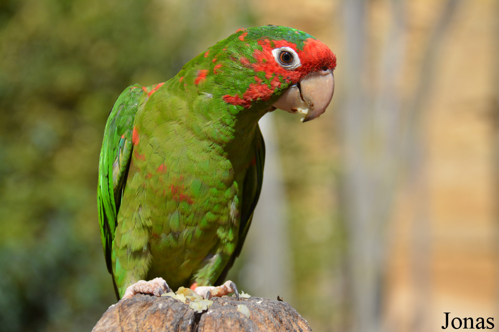 Psittacara mitratus