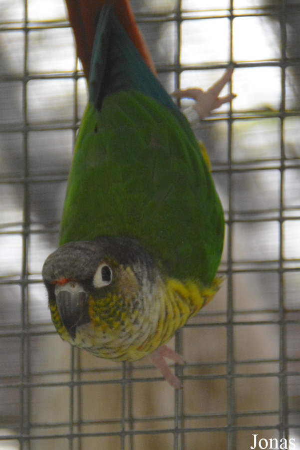 Pyrrhura molinae hypoxantha