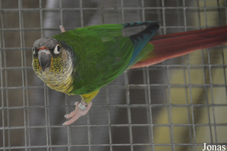 Pyrrhura molinae hypoxantha