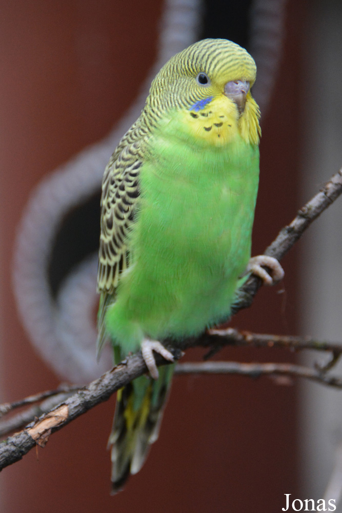 Melopsittacus undulatus