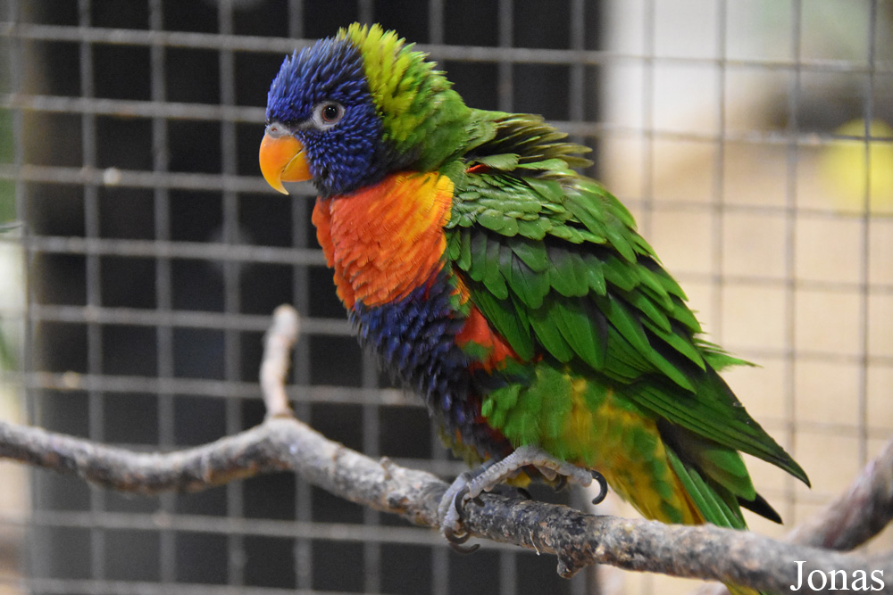 Trichoglossus moluccanus