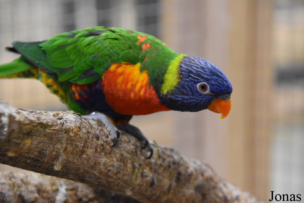 Trichoglossus moluccanus