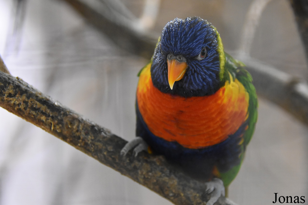 Trichoglossus moluccanus