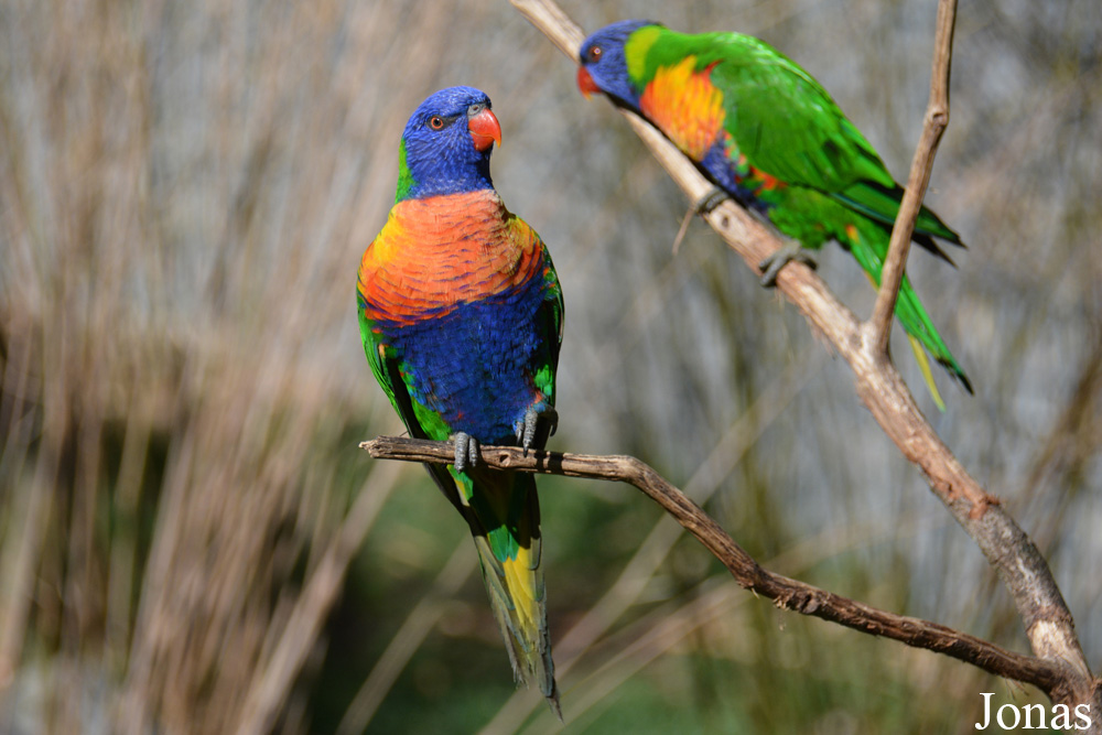 Trichoglossus moluccanus