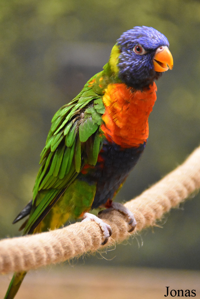 Trichoglossus moluccanus