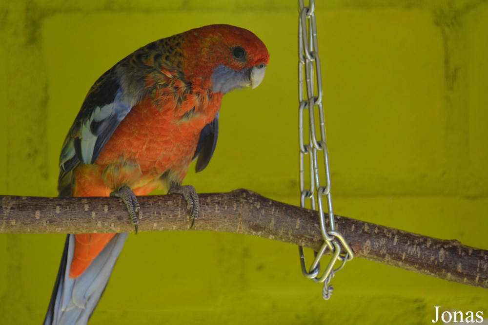 Platycercus adelaidae