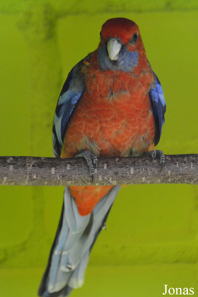 Platycercus adelaidae