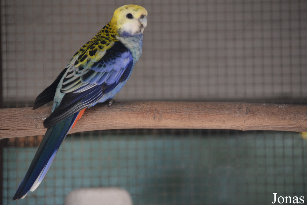 Platycercus adscitus palliceps