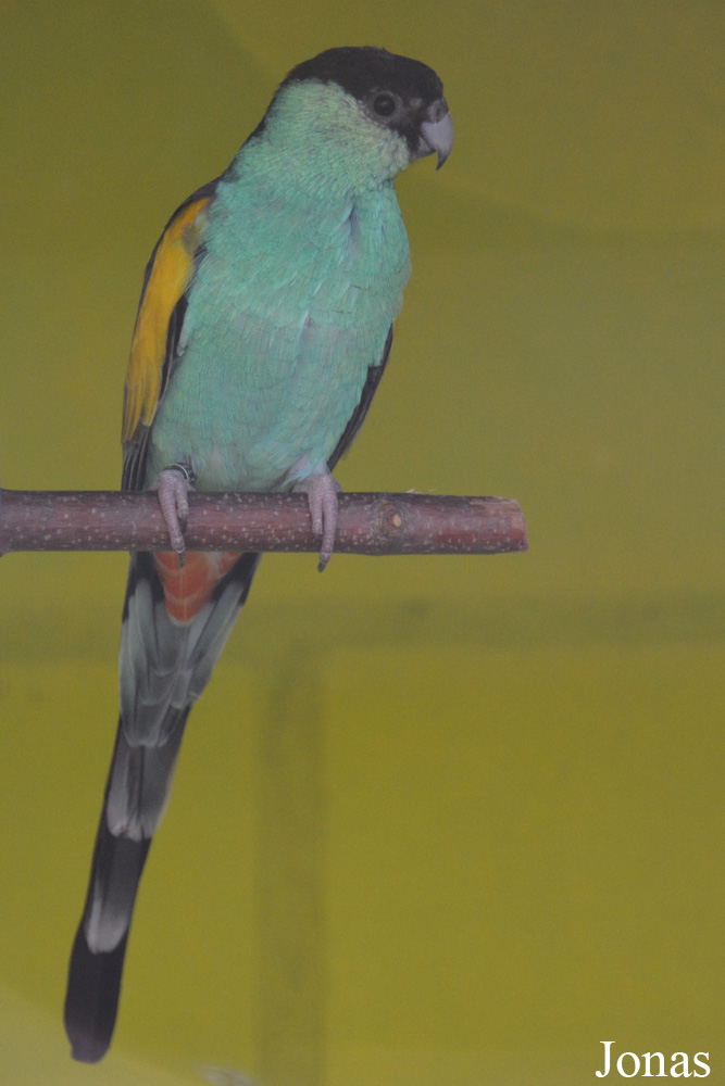 Psephotellus dissimilis