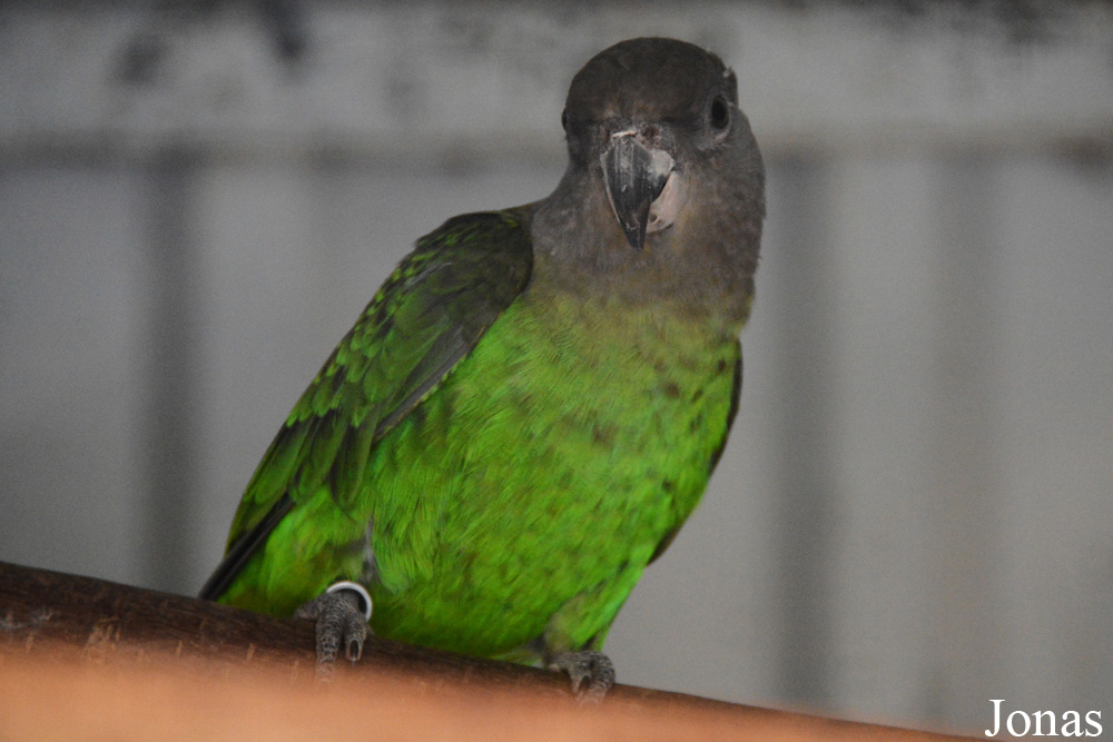 Poicephalus cryptoxanthus