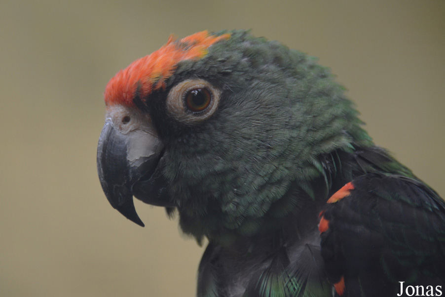 Poicephalus gulielmi gulielmi