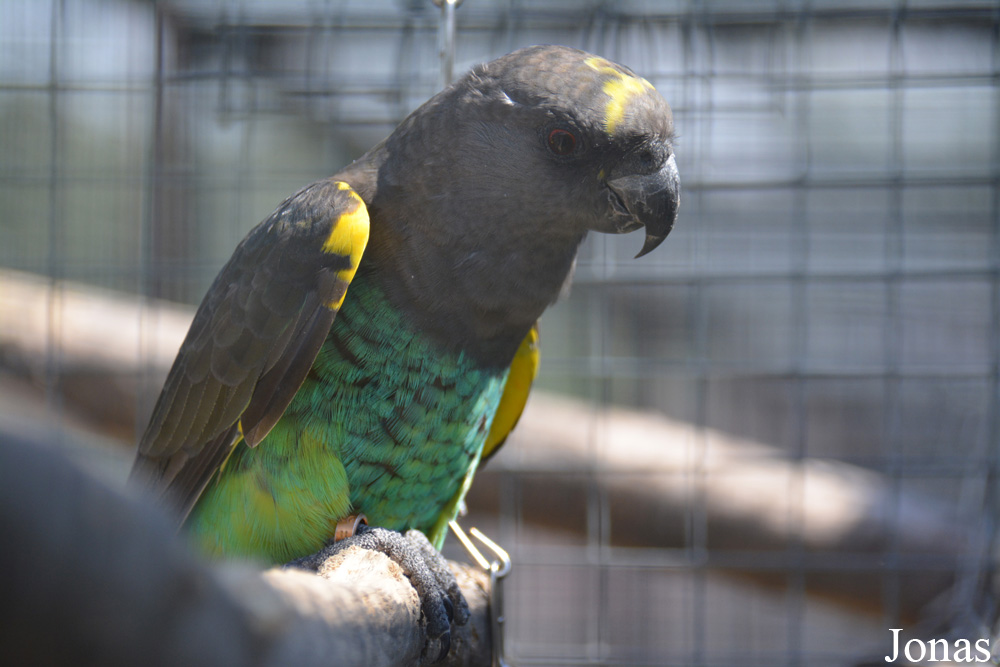 Poicephalus meyeri